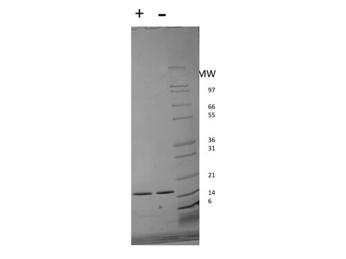 rHuman INF alpha 2b Protein 