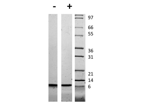 SDS-PAGE of Human Insulin-like Growth Factor II Recombinant Protein