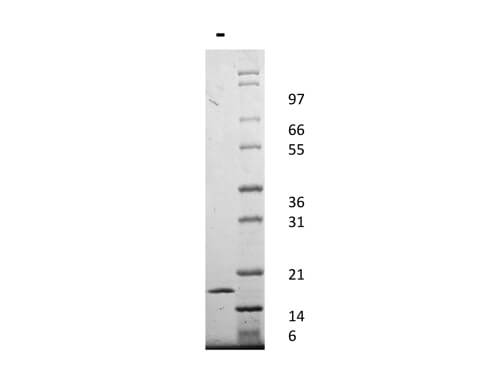 SDS-PAGE of Human Interleukin-1-alpha Recombinant Protein