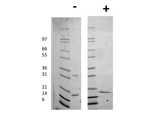 rHuman IL-16 Protein