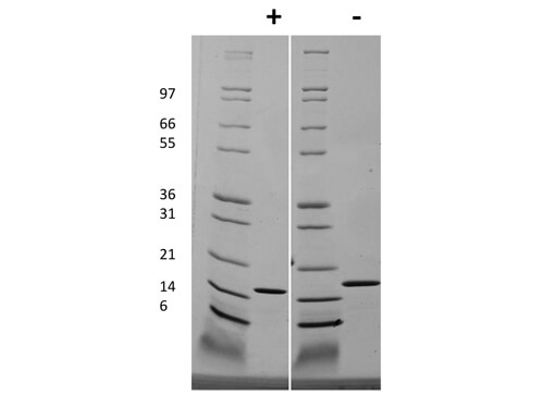 rHuman IL-19 Protein