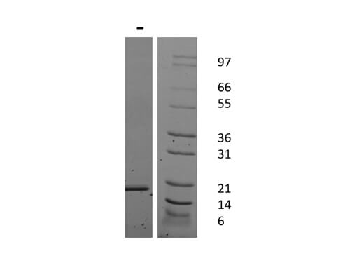 rHuman IL-21 Protein
