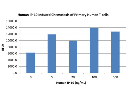 rHuman IP-10 (CXCL10) Protein