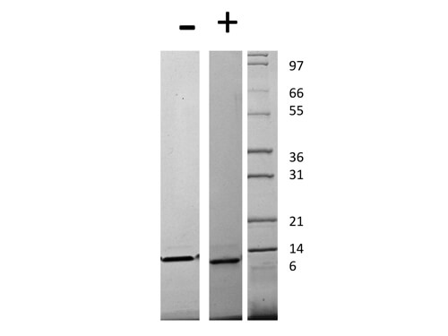 rHuman CCL13 Protein