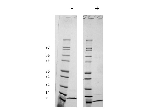 rHuman MIP-4 (CCL18) Protein