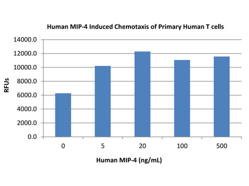 SDS-PAGE of Human Macrophage Inflammatory Protein-4 (CCL18) Recombinant Protein