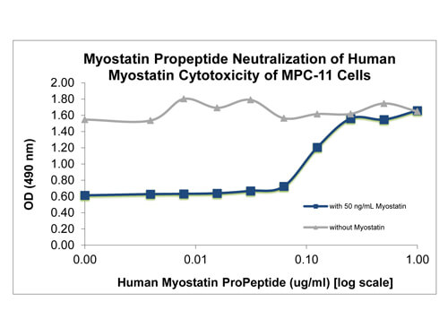 SDS-PAGE of Human Myostatin Propeptide Recombinant Protein
