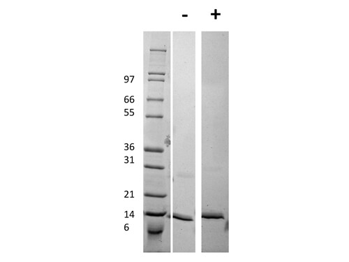SDS-PAGE of Human Procalcitonin Recombinant Protein