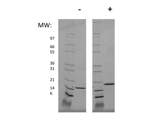 SDS-PAGE of Human Stem Cell Factor Recombinant Protein