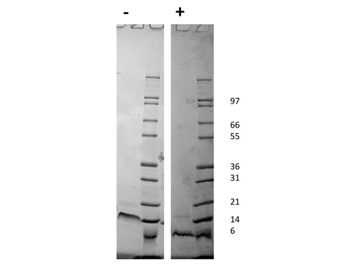 rHuman SDF-1 alpha/CXCL12 Protein