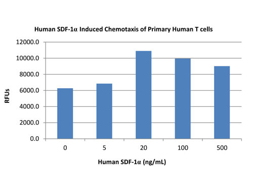 SDS-PAGE of Human Stromal Cell-Derived Factor-1 alpha (CXCL12) Recombinant Protein