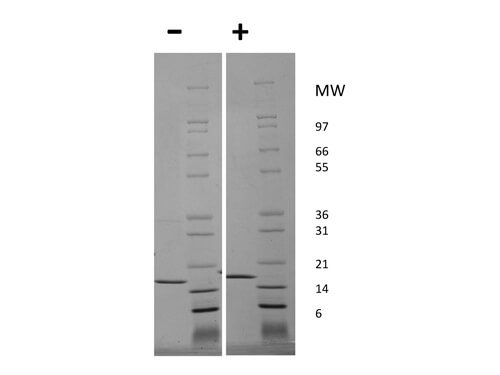 SDS-PAGE of Human Tumor Necrosis Factor alpha Recombinant Protein (Animal Free)