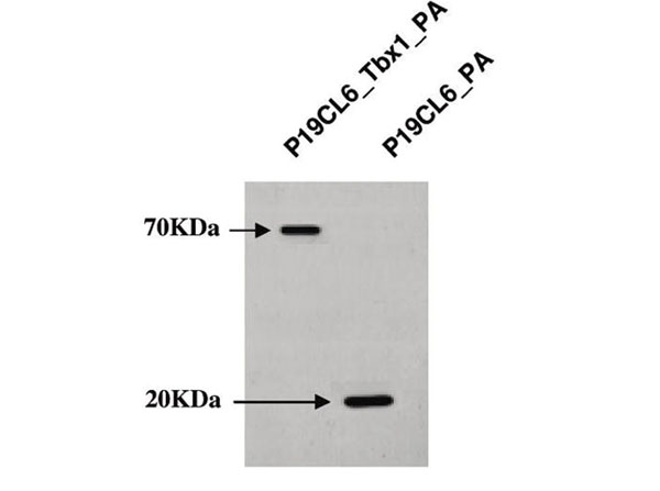Western Blot using Human IgG Fc