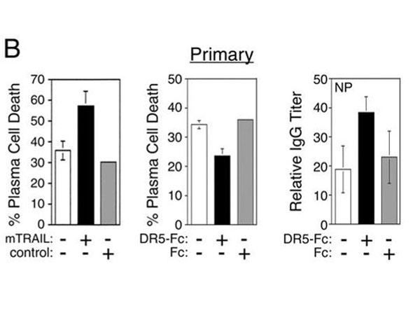 Cell viability using Human IgG Fc