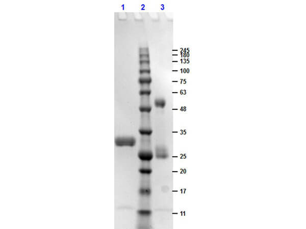 SDS-PAGE results of Human IgG F(c) Fragment