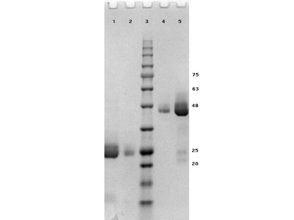 SDS-PAGE results of Human IgG Fab Fragment.