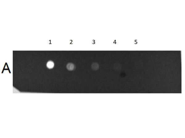 Dot Blot Results of Human IgM Whole Molecule Fluorescein Conjugated