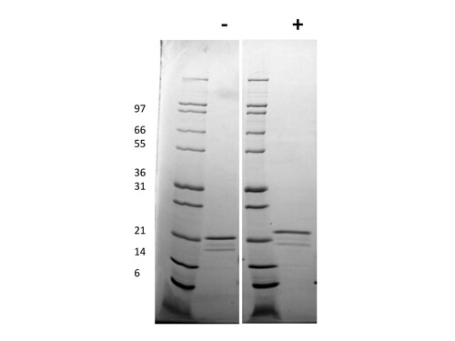 SDS-PAGE of Human Interleukin-6 Recombinant Protein (Animal Free)