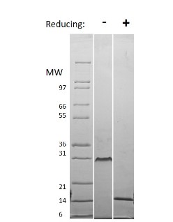 rHuman VEGF-121 Protein
