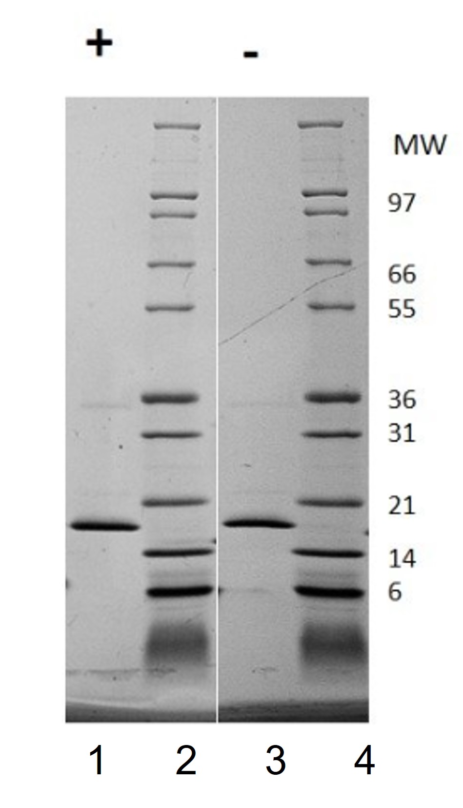 SDS-PAGE of Human Fibroblast Growth Factor 147 basic Recombinant Protein (Animal Free)