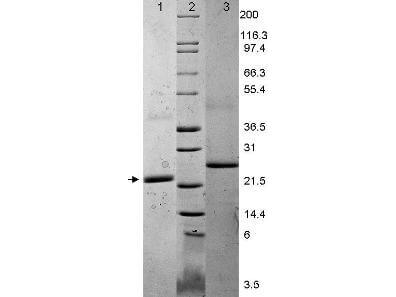 IL-6 Mouse Recombinant Protein