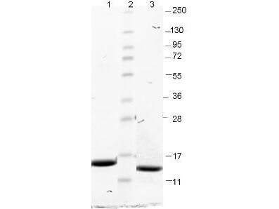 GM-CSF Mouse Recombinant Protein - SDS-PAGE