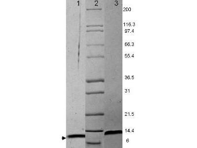 MIP-1a Mouse Cytokine - SDS-PAGE