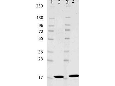 IL-1 Beta Mouse Recombinant Protein