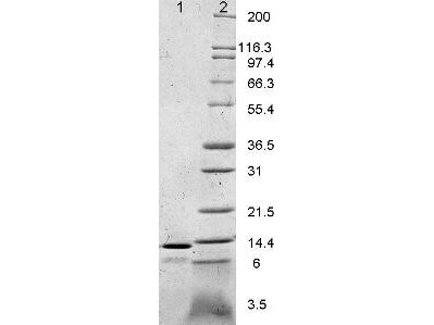 Leptin Mouse Cytokine - SDS-PAGE