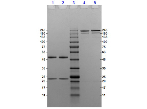 SDS-PAGE results of Mouse IgG3 kappa Isotype Control