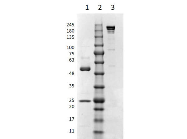 SDS-PAGE Results of Mouse IgG3 kappa Isotype Control