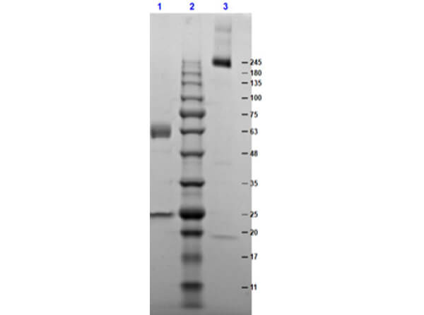 SDS PAGE Results of Mouse IgA kappa Isotype Control