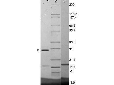 IL17F Mouse Cytokine-SDS-PAGE