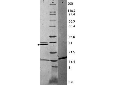 IL-17A Mouse Recombinant Protein - SDS-PAGE