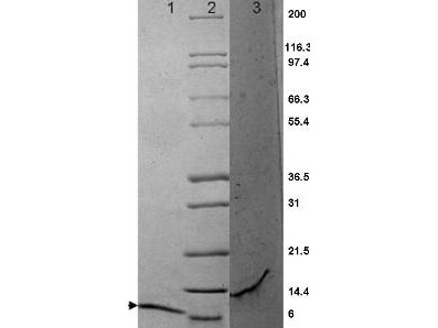 MIP-3a Mouse Cytokine - SDS-PAGE