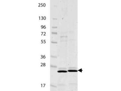 IL-27/p28 Mouse Recombinant Protein - SDS-PAGE