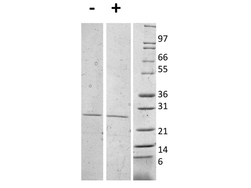 rMouse IL-27 (p28) Protein