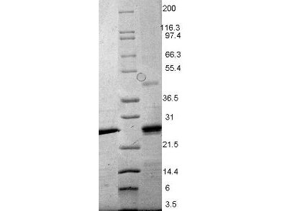 EBI-3 Mouse Recombinant Protein - SDS-PAGE