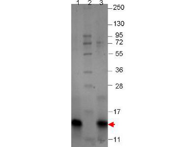 MIP-1 beta Mouse Recombinant Protein