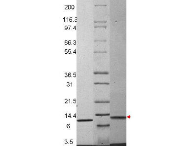 MIP-3 beta Mouse Recombinant Protein