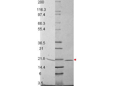 RANKL Mouse Recombinant Cytokine - SDS-PAGE