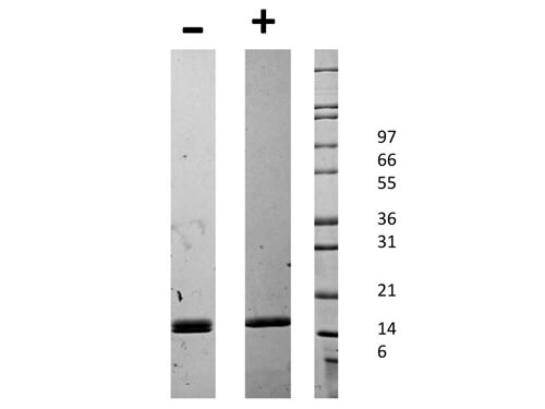rMouse CD40 Ligand Protein