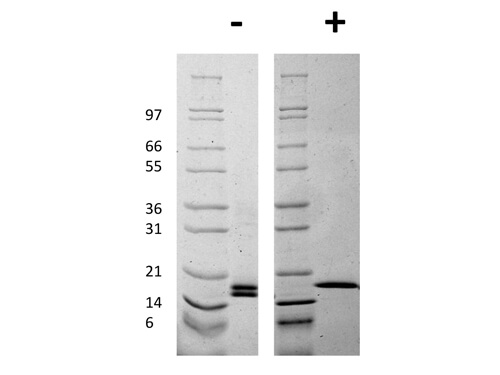 SDS-PAGE of Human Mouse Fibroblast Growth Factor basic Recombinant Protein