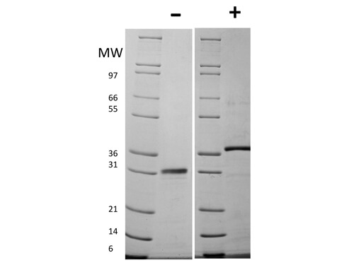 SDS-PAGE of Mouse Follistatin Recombinant Protein