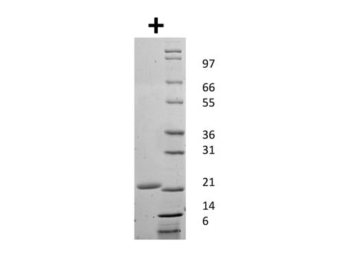 rMouse G-CSF Protein
