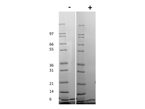 rMouse Gro-alpha /KC /CXCL1 Protein