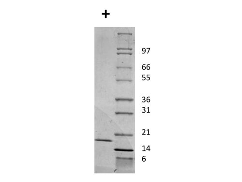 SDS-PAGE of Mouse Interleukin-2 Recombinant Protein