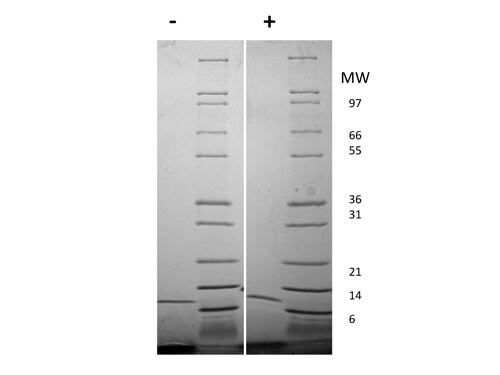 rMouse IL-13 Protein