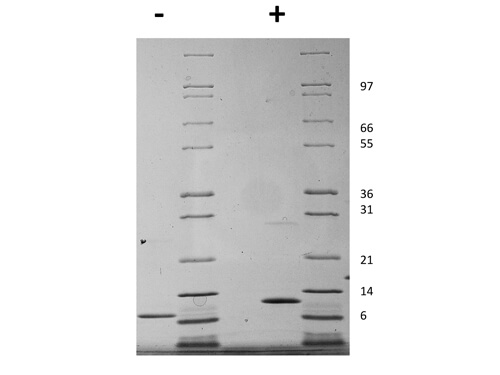 SDS-PAGE of Mouse Interleukin-15 Recombinant Protein (Animal Free)