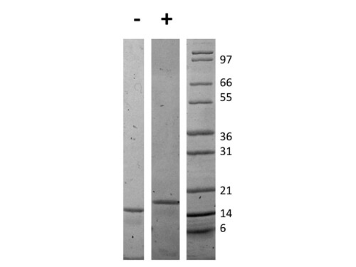rMouse IL-16 Protein
